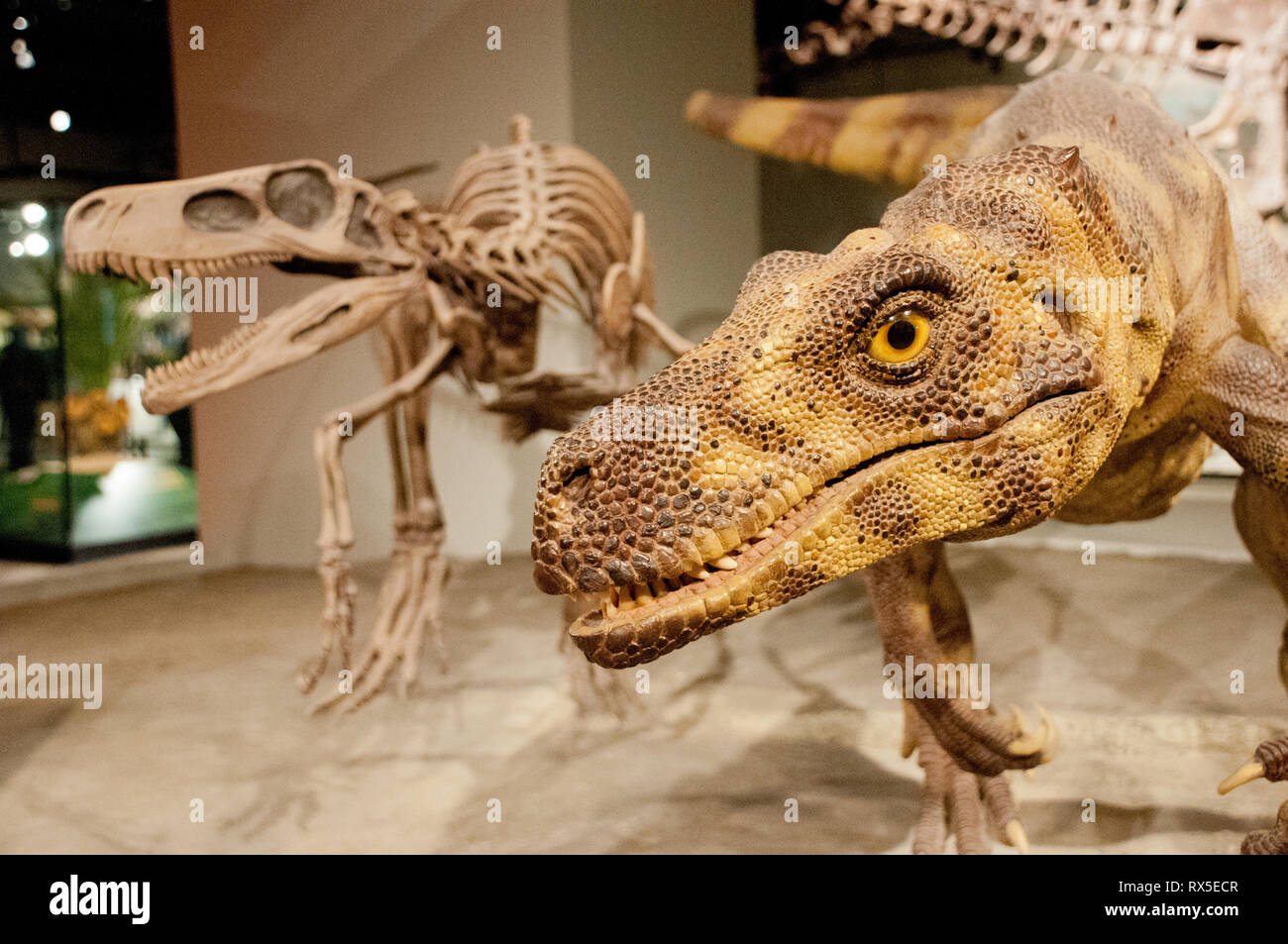 Herrerasaurus ischigualastensis hi-res stock photography and images - Alamy