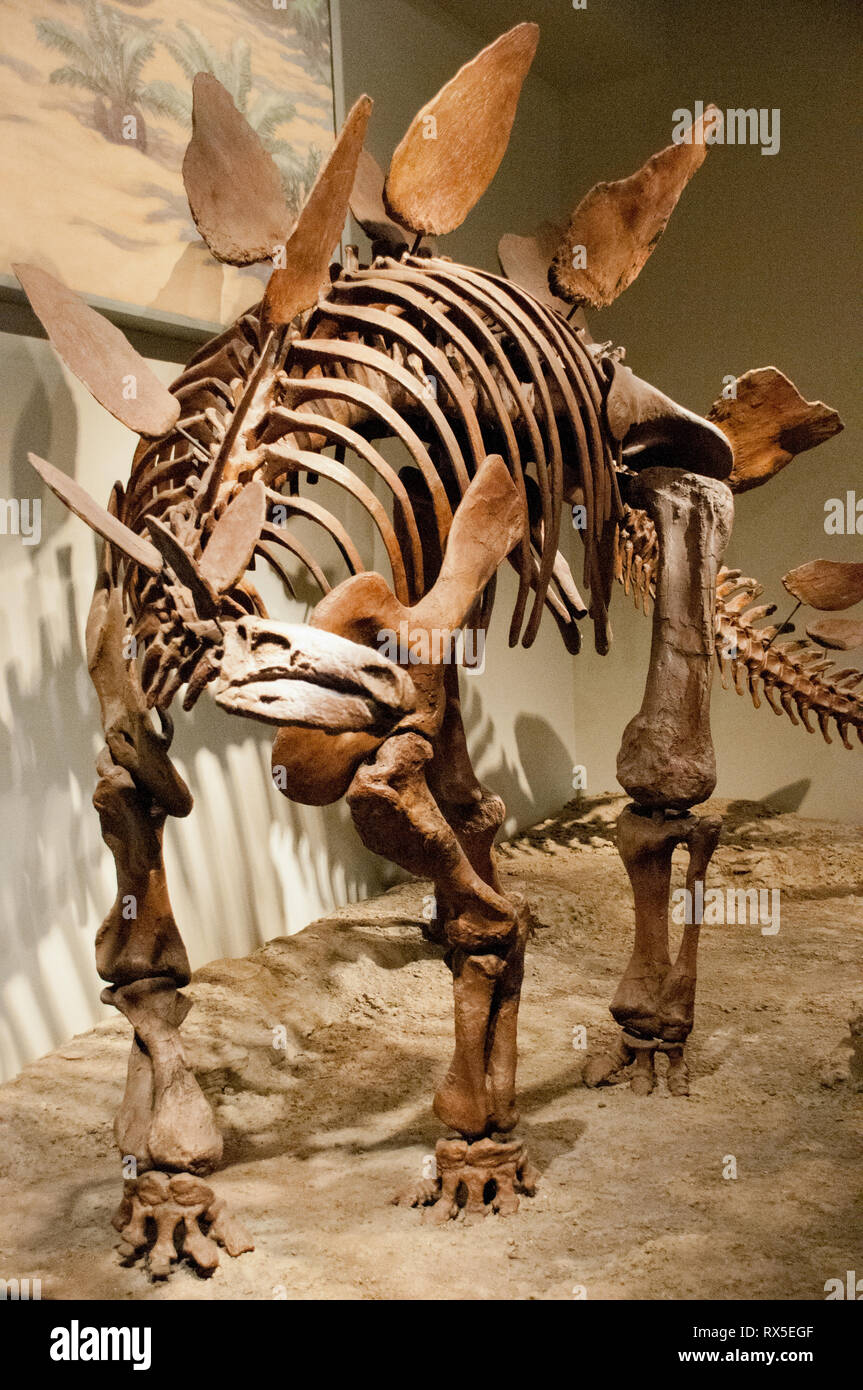 Stegosaurus fossil hi-res stock photography and images - Alamy