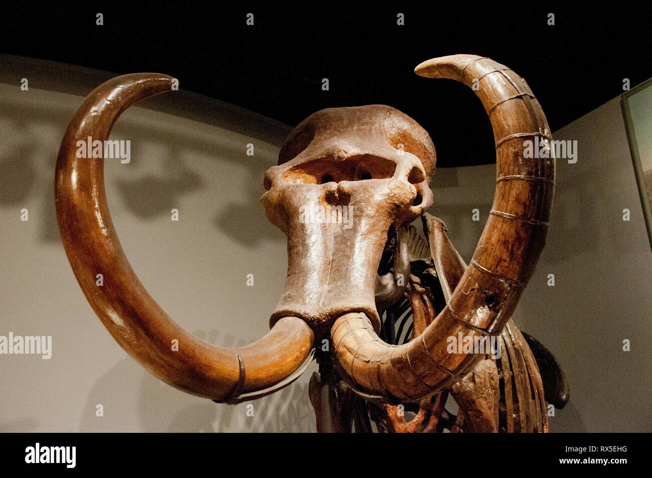 Mammoth fossil hires stock photography and images Alamy