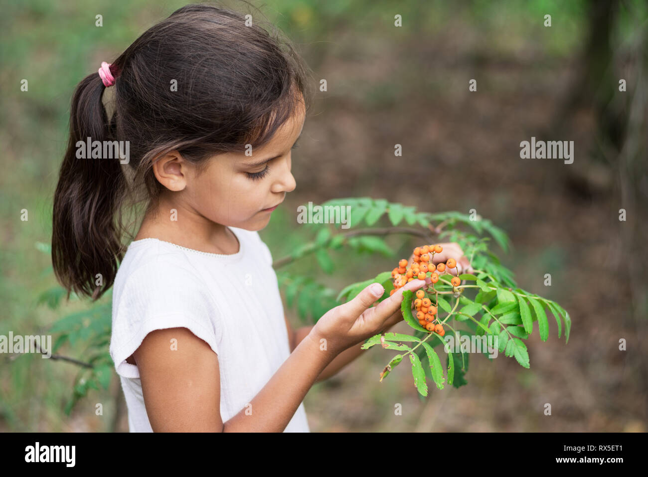 The young girl is looking at rowan berries. Blurred nature background. Stock Photo
