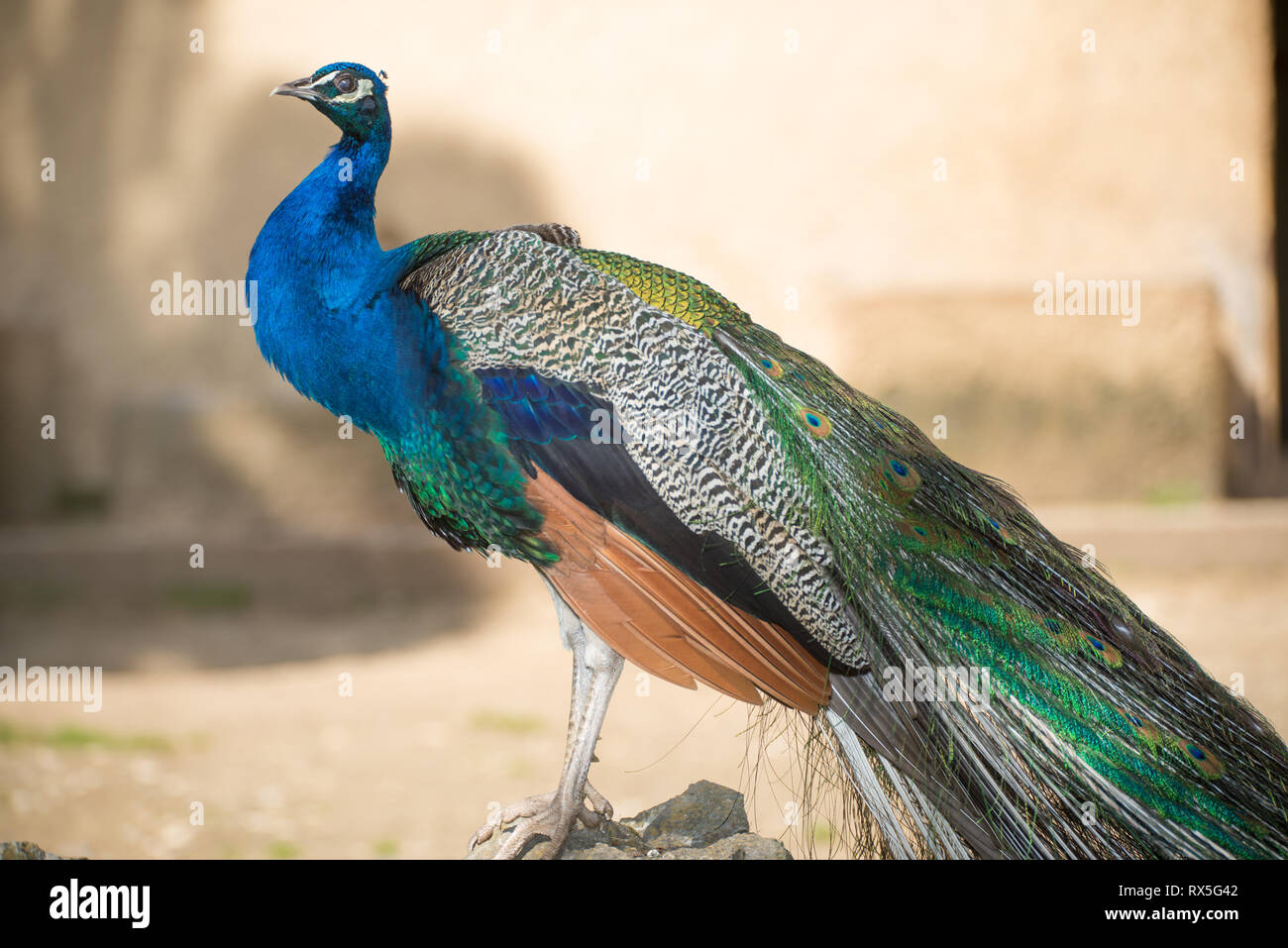 Europe, Italy, Rome, The Bioparco,  Peacock, Indian peafowl, Pavo Cristatus Stock Photo