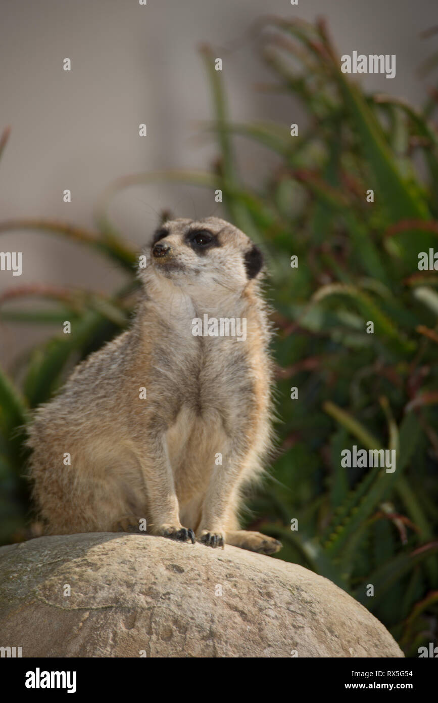 europe-italy-rome-the-bioparco-meerkat-suricata-suricatta-stock