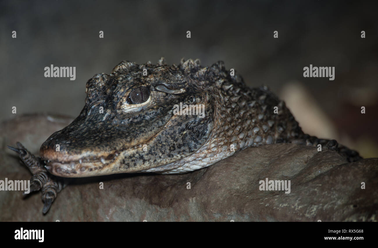 Europe, Italy, Rome, The Bioparco, Alligator sinensis, Chinese alligator, Yangtze alligator Stock Photo
