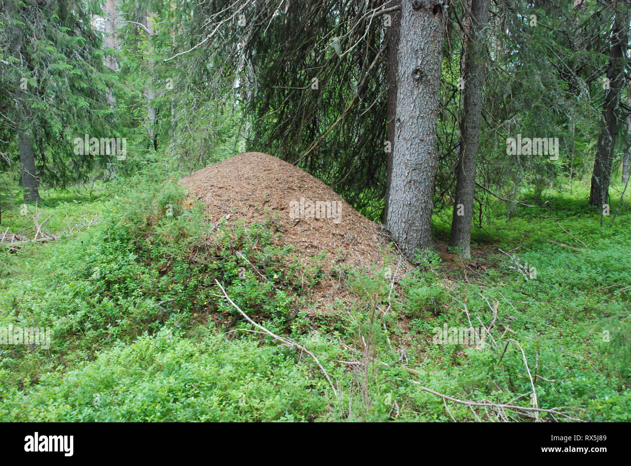 Large wood ant nest in the Taiga Forest (boreal forest) biome, natural wild landscape in north eastern Finland, Europe. Stock Photo