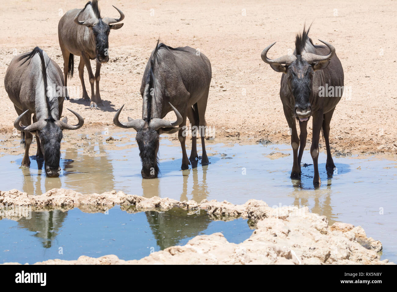 Blue Wildebeest, Connochaetes taurinus, Kgalagadi Transfrontier Park, Northern Cape, Kalahari, South Africa drinking at waterhole Stock Photo
