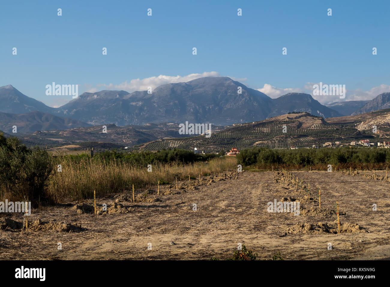Olive tree garden centre hires stock photography and images Alamy