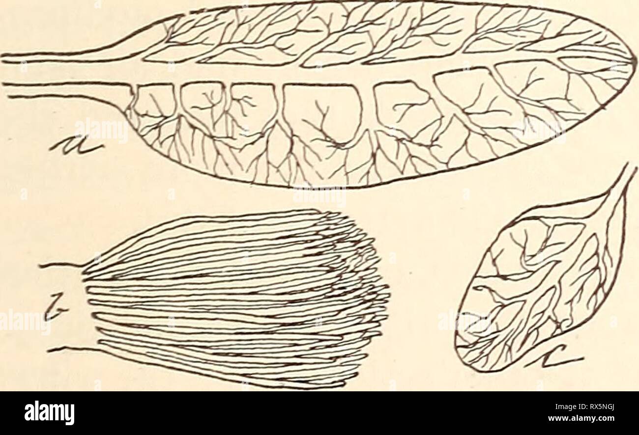 Splices Insects Economic entomology for the farmer Economic entomology for the farmer ...