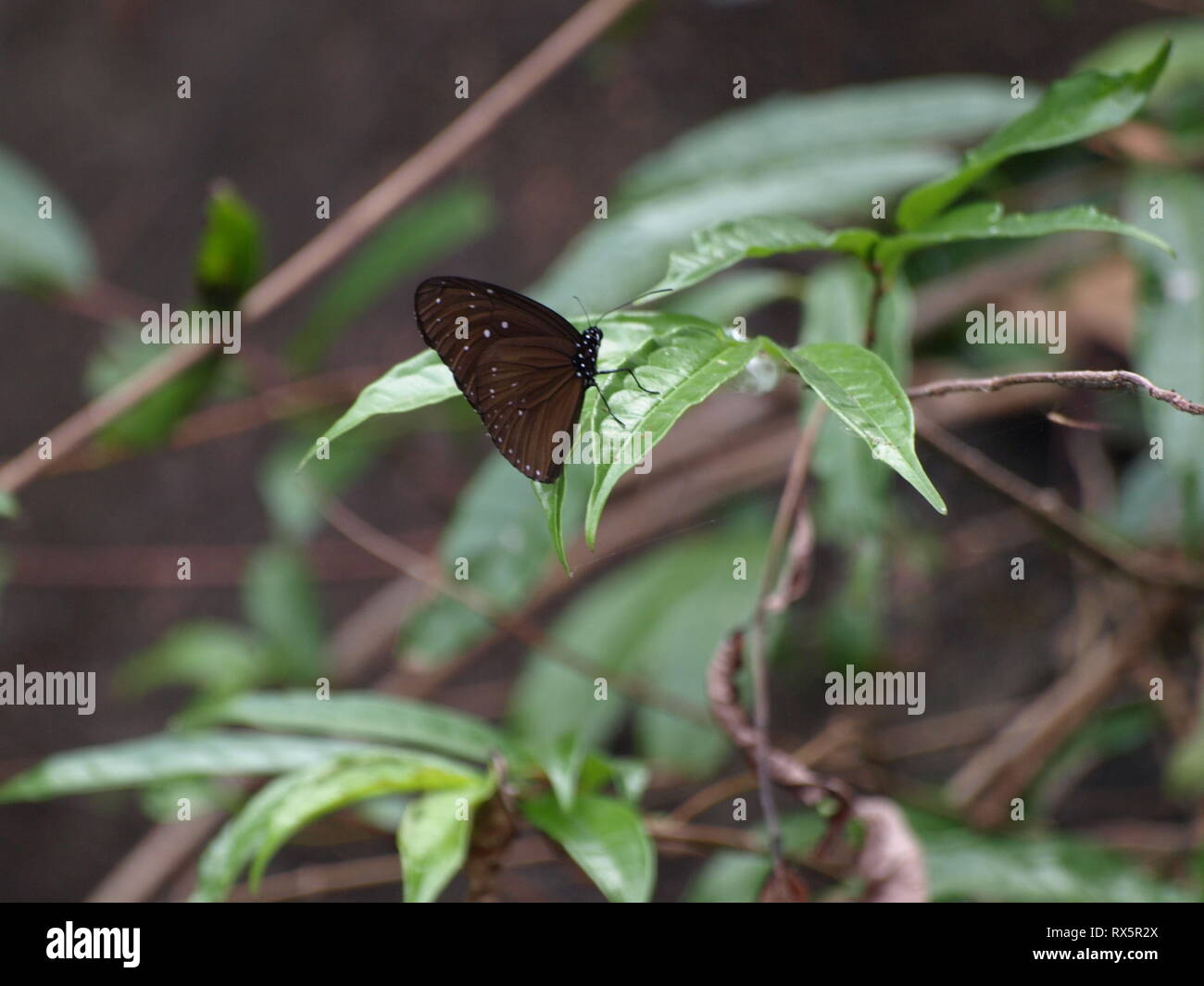 Insect Paradise Paradise insects hi-res stock photography and images - Alamy