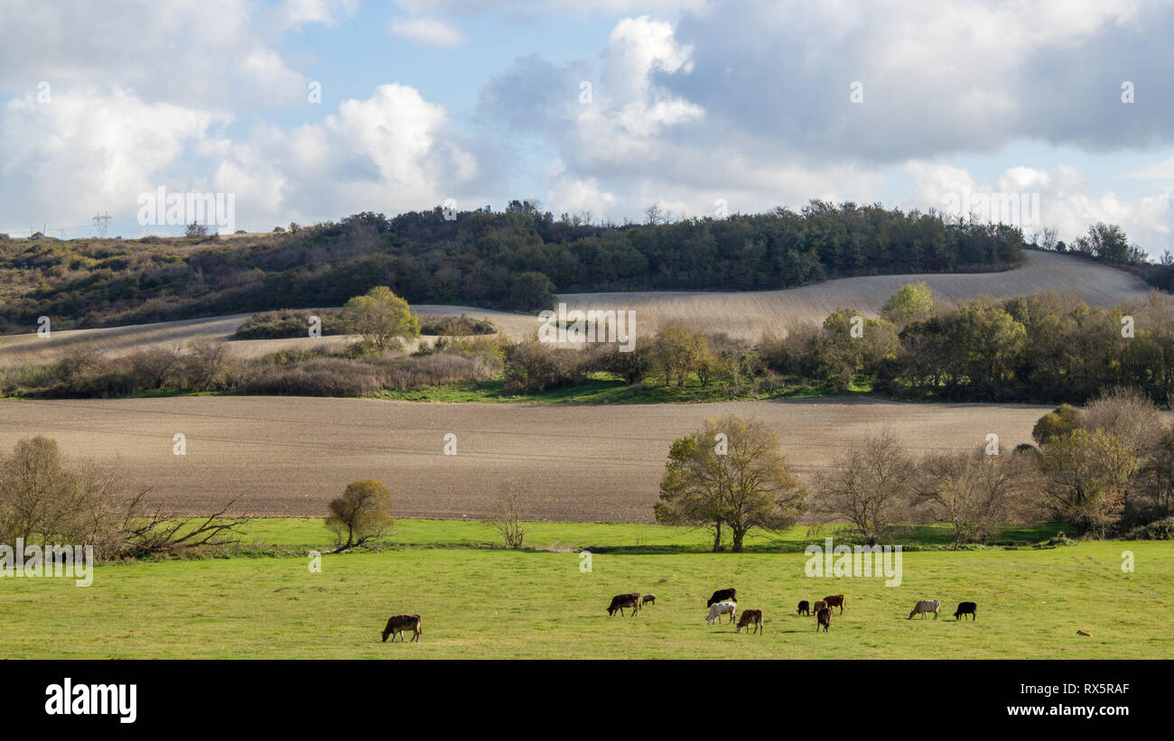 Group cows grazing grass field hi-res stock photography and images - Alamy