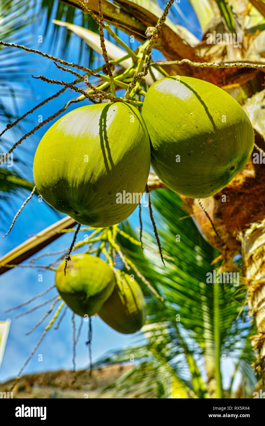 Big ripe coconuts hanging on coconut palm tree close up ready for ...