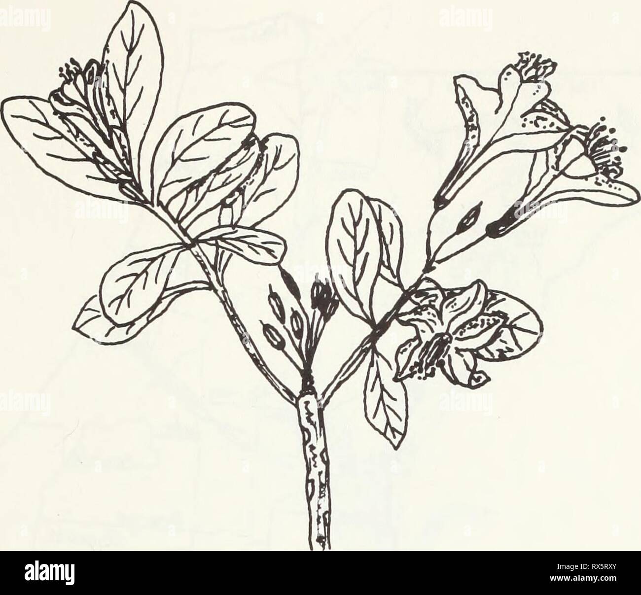 Eastern states endangered plants (1980) Eastern states endangered plants easternstatesend16nels Year: 1980  Description: Range: Chapman Rhododendron Rhododendron chapmanii An evergreen shrub that grows to about 2 m (6 1/2 ft.) tall. Short, alternate leaves with entire margins and oval in shape. Surface of leaves wrinkled with brown dots. Terminal rose pink flowers appearing in clusters. The five slightly unequal petals are fused at the base with 10 stamens projecting out of each flower. Flowering occurs in March and April. Found in Clay, Gulf, Gadsden and Liberty Counties, Florida. The Clay Co Stock Photo