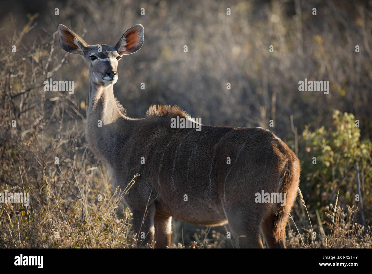 A female Kudu Stock Photo