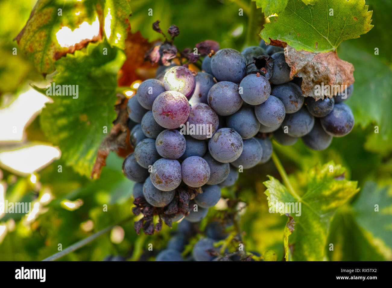 French red and rose wine grapes plant, first new harvest of wine grape in France on domain or chateau vineyard close up in day Photo - Alamy