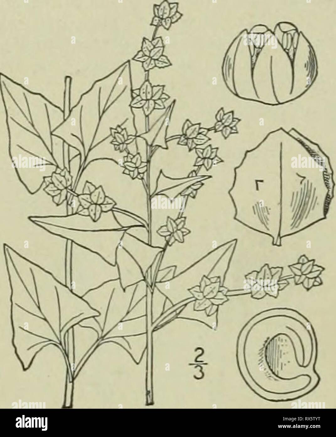An illustrated flora of the An illustrated flora of the northern United States, Canada and the British possessions : from Newfoundland to the parallel of the southern boundary of Virginia and from the Atlantic Ocean westward to the 102nd meridian ed2illustratedflo02brit Year: 1913  CHEXOPODIACEAE. I. Atriplex hastata L. Halberd-leaved Orache. Fig. 1697. Alriplex hastata L. Sp. PI. 1053. 1753. Atriplex patula L. Sp. PI. 1053. 1753. Atriplex liltoralis L. Sp. PI. 1054. 1753. A. patulum var. hastatum A. Gray, Man. Ed. 5, 409. Annual, green or purple, somewhat scurfy, at least when young; stems er Stock Photo