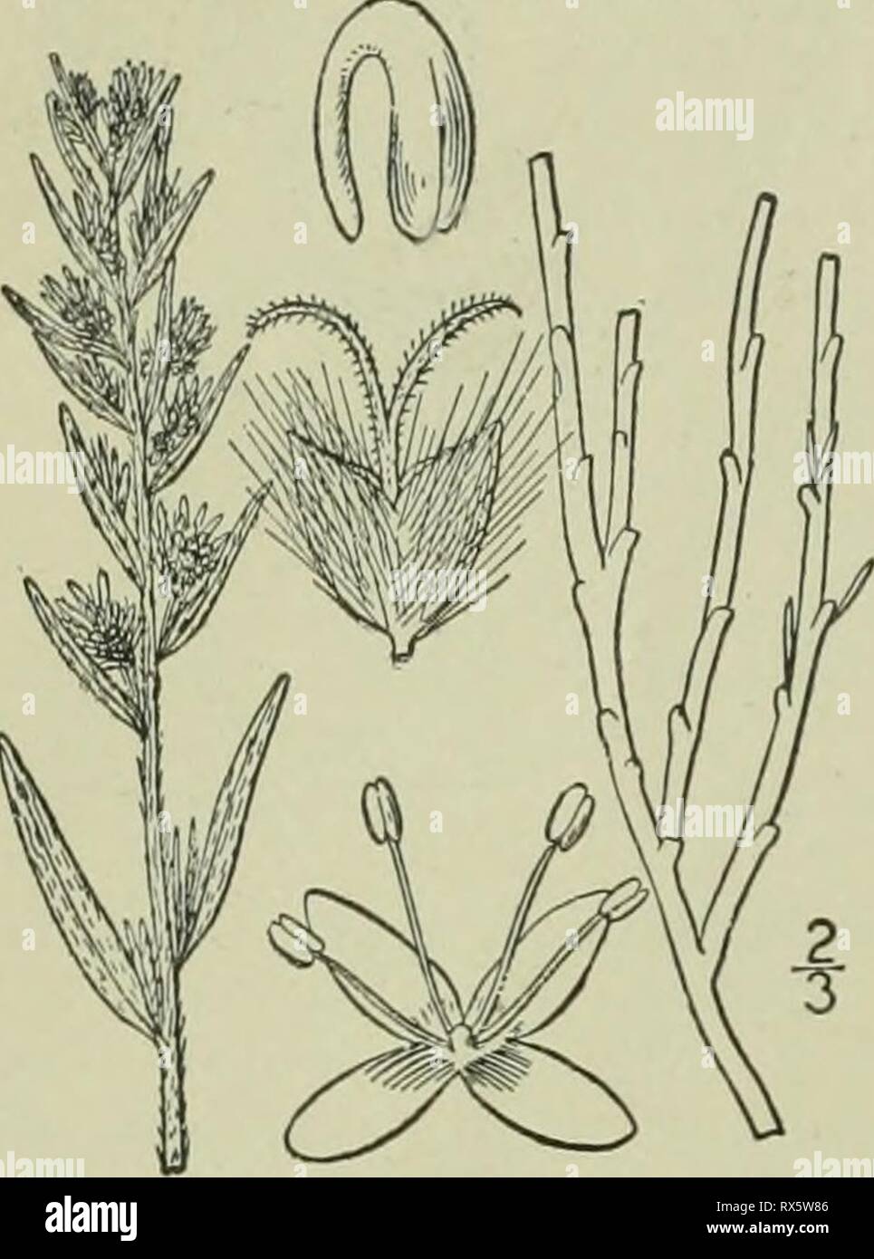 An illustrated flora of the An illustrated flora of the northern United States, Canada and the British possessions : from Newfoundland to the parallel of the southern boundary of Virginia and from the Atlantic Ocean westward to the 102nd meridian ed2illustratedflo02brit Year: 1913  CHENOPODIACEAE.   embryo nearly annular in the mealy endosperm, its radicle pointing downward. [From the Greek for hoariness or mould.] Two known species, the following of western North America ; the other, of western Asia and Europe is^the generic type. I. Eurotia lanata (Pursh) ]Ioq. American Eurotia. White Sage. Stock Photo
