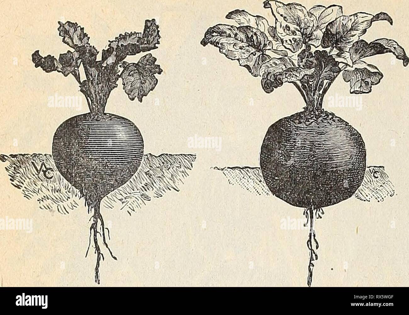 E H Hunt  seedsman E. H. Hunt : seedsman ehhuntseedsman1894hunt Year: 1894  28 E. H. HUNT, ISEED^SMAN, CHICAGO, ILLINOIS.   The soil which is best suited for the culture of the beet is that which is rather light, provided that it is thoroughly enriched with manure. For an early sup- ply sow in spring, as soon as the ground becomes fit to work, in drills about one foot apartand two inches deep. Sow again in May for main crop and in June for winter use. Whefl plants have attained three or four leaves,thin out, so that they may stand eight or nine inches apart. One ounce to JO feet of drill; j to Stock Photo