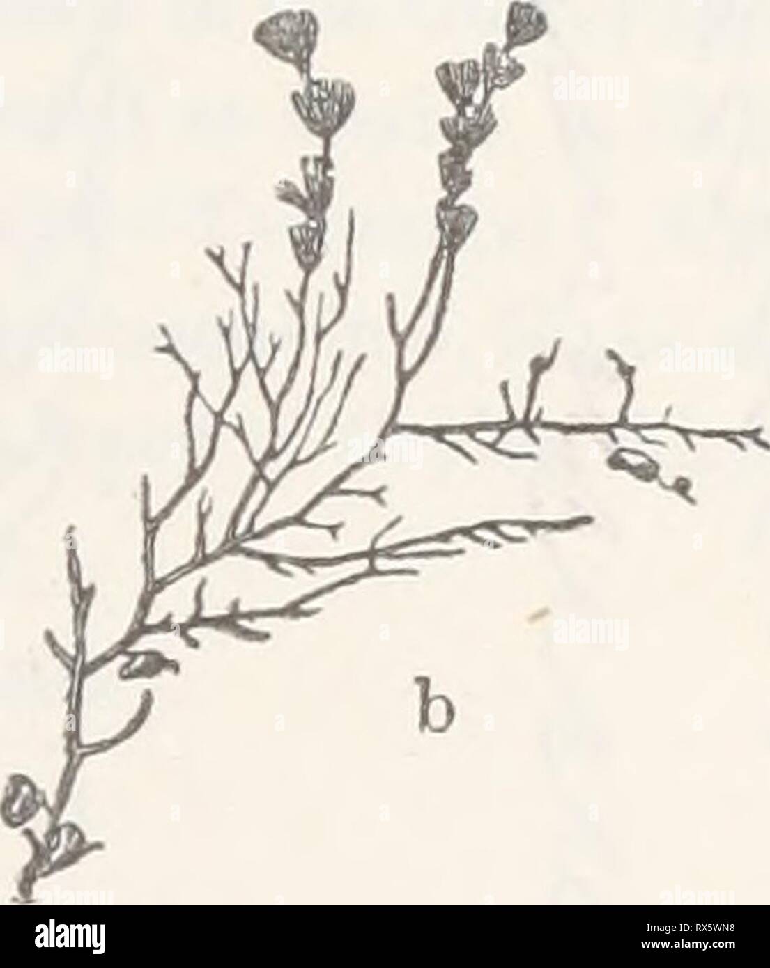 Ecological and systematic studies of Ecological and systematic studies of the Ceylon species of Caulerpa ecologicalsystem00unse Year: 1906  Fig. 1.—C. verticillata, j. g. ag. (1 x 1). Periodicity.—^From notes taken by me it seems that C. verticillata at Galle reaches its highest development during the months from November to March, when it occurs in masses at the mouth of the river. On visiting the identical spot in August of the same year (1903) it was scantier, but Ceramia and other Florideae were more abundant. The specimens of this plant collected by Prof. Kjellman (WiTTROCK &; NoRDSTBDT,  Stock Photo
