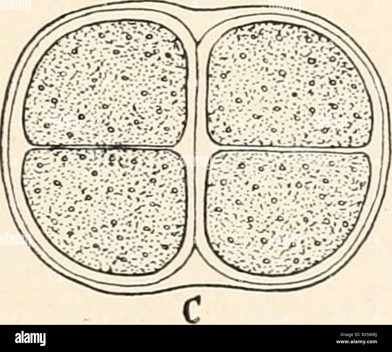 Einführung in die Biologie (1912) Einführung in die Biologie einfhrungindie00maas Year: 1912  Zweites Kapitel. Bau und Leben der Lagerpflanzen. Spaltalgen und Spaltpilze. Geißelalgen: Euglena. Grünalgen: Mesocarpus (Frucht- sporen); Oedogonium (Schwärmsporen, Samensäcke und Eisäcke, geschlechtliche und ungeschlechtliche Fortpflanzung); Vaucheria; Cladophora (Scheitelzelle). Rotalgen: Batrachospermum. Braunalgen: Fucus. Algenpilze: Saprolegnia, Mucor. Schlauch- pilze: Penicillium, Eryslphe, Morchella. Ständerpilze: Rost- und Hutpilze. Ziemlich abseits von den übrigen Gewächsen stehen die Spalt- Stock Photo