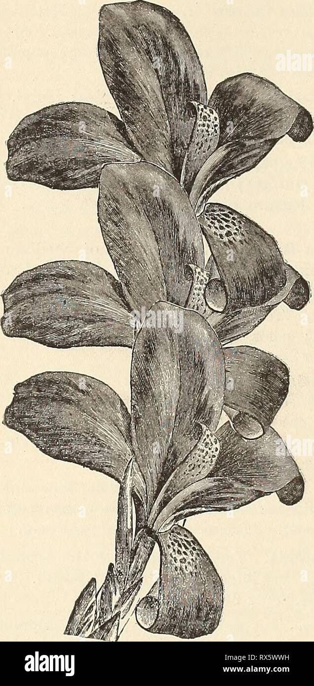 E G Hill & Co, E. G. Hill &; Co., wholesale florists eghillcowholesal1894ehhi Year: 1894  34 E. G. HILL Of CO., shaped buds. Constant bloomer. 10 cents each. $4.00 per 100. Weltoniensis. Too well known to need descrip- tion. 10 cents each; $4.00 per 100. COREOPSIS LANCEOLATA. A grand, hardy perennial; flowers on long stems. Very freely produced, bright shining yellow. $5.00 per 100. CISSUS DISCOLOR. The most beautiful of the hot house climbers; leaves resembling those of Begonia Rex. 75 cents per dozen.   CANNAS. NOVELTIES FOR '94. Baron de Sundrans; Foliage tender green, very iree in growth;  Stock Photo