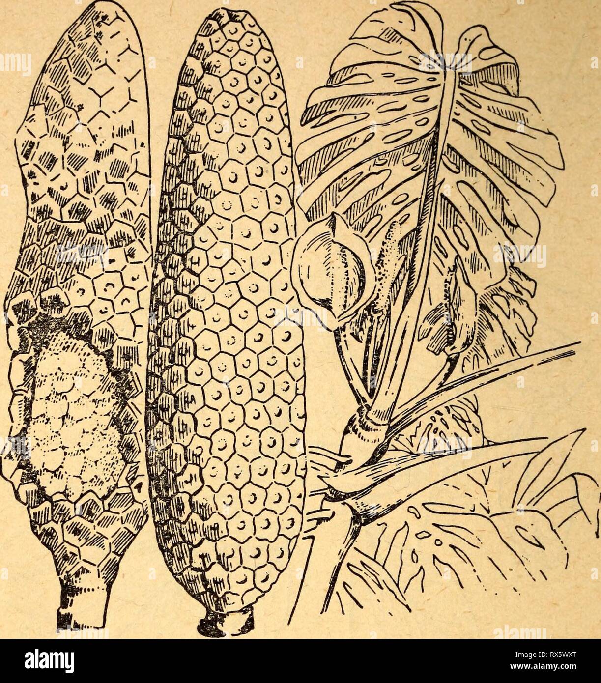 Edible and poisonous plants of Edible and poisonous plants of the Caribbean region ediblepoisonousp00dahl Year: 1944  30   21. Pi NAN ON A Monstera deliciosa The fruit of the pifianona vine is good to eat raw only when fully ripe. Caution: The immature fruit contains needlelike crystals that irritate the mouth. The large green fruit is the size and shape of a corncob. When the small, six-cornered scales begin to drop off the fruit and the deep green color lightens, it is a sure sign of ripeness. The stem of the plant may be placed in water to hasten ripening. This evergreen plant, a native of  Stock Photo