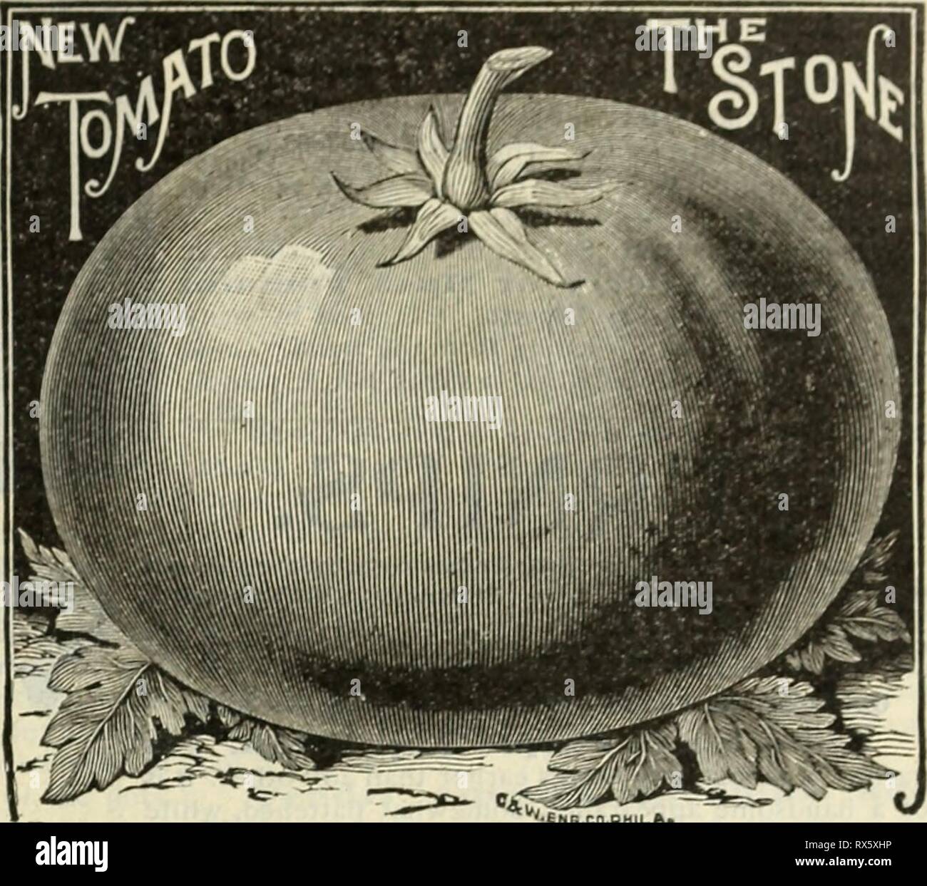 E H Hunt  seedsman E. H. Hunt : seedsman ehhuntseedsman1895hunt Year: 1895  E. H. HUNT, SEEDSMAN, CHICAGO, ILLINOIS. TOMATO-Continued. 37 N e &gt;v s t o 11«.-. rh( itone Tomato ripens for main crop; is very large, and of bright scarlet color; very smooth, with occasionally a specimen very slightly octagon shaped; ripening evenly t&lt; the stem without a crack; exceedingly solid and firm fleshed, (as its name indicates,; is an excel- lent shipper; quality the very best; tine for canning; a good keeper; without hard core; not subject to rot; its appearance on market remarkably attractive; a hea Stock Photo