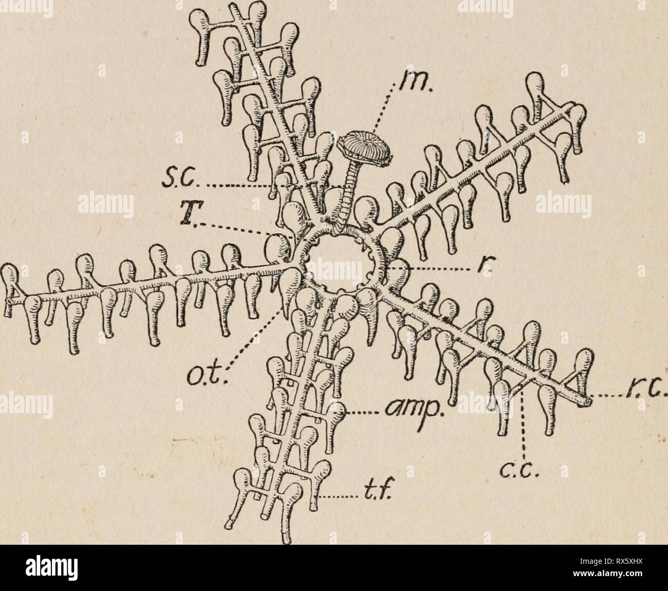 Starfish Ring Canal Function
