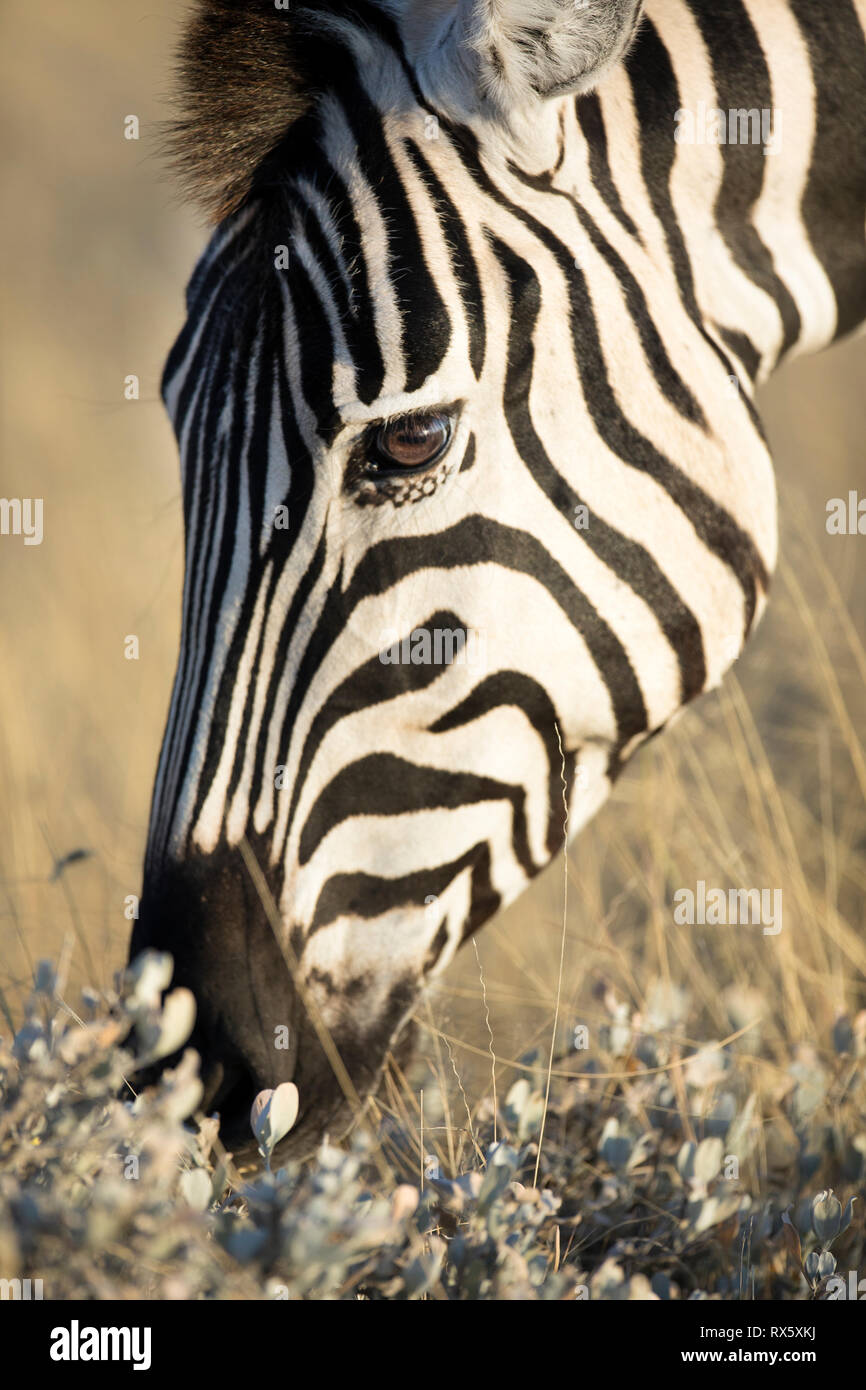 A zebra browses in the grass near Halali rest camp in Etosha national Park, Namibia. Stock Photo