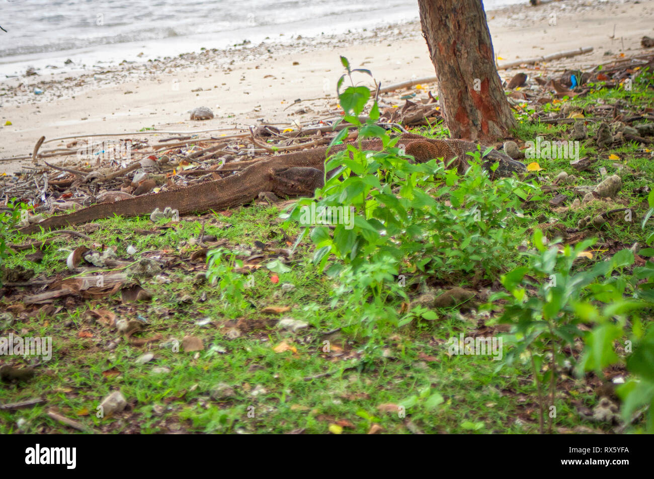 Komodo Dragon on the Indonesian island of Komodo. It