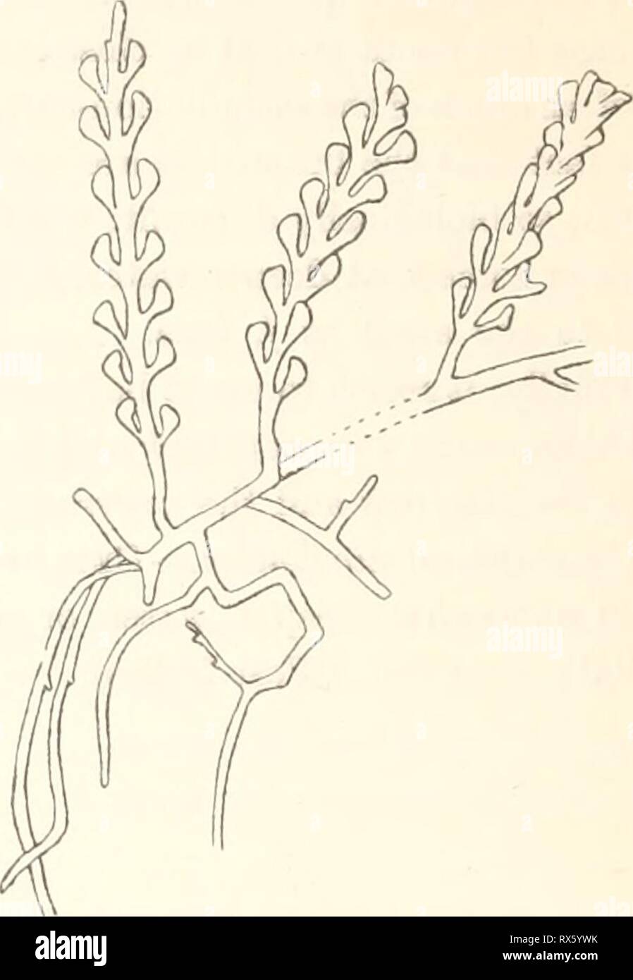 Ecological and systematic studies of Ecological and systematic studies of the Ceylon species of Caulerpa ecologicalsystem00unse Year: 1906  Fig. 24.—C. dichotoma n. sp. (2 x 1). Fig. 25.—C Lamourouxii (tttrn.) from Yemen coll. by MoNTAGNE- Specimen in the Herb, in the R. Kiksmuseum in Stockholm. (1 X 1). This Caulerpa is without any doubt nearly related to both C. Icetevirens and such types as corynephora or Zeyheri. The correspondence with C. Icetevirens, especially the /. laxa, shows itself in the simple pinnules, especially at the base, which also in /. laxa are somewhat flattened together  Stock Photo