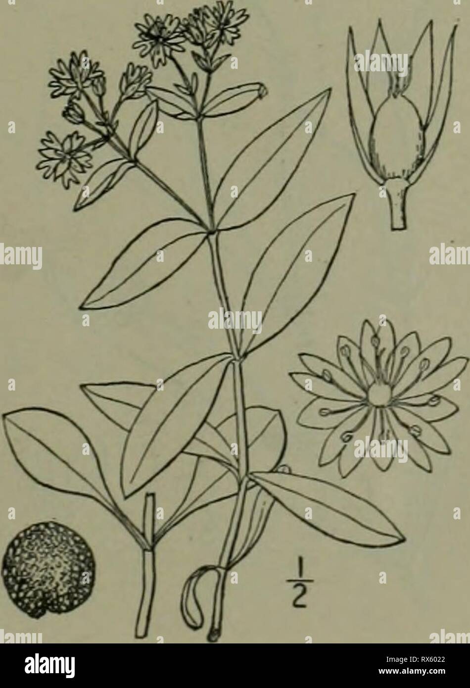 An illustrated flora of the An illustrated flora of the northern United States, Canada and the British possessions : from Newfoundland to the parallel of the southern boundary of Virginia and from the Atlantic Ocean westward to the 102nd meridian ed2illustratedflo02brit Year: 1913  4. Alsine media L. Common Chickweed. Satin-flower. Tongue-grass. Fig. 1752. Stetlarii nedii Annual, weak, tufted, much branched, decum- bent or ascending. 4'-i6' long, glabrous except a line of hairs along the stem and branches, the pubescent sepals and the sometimes ciliate peti- oles. Leaves ovate or oval, 2'-ii'  Stock Photo