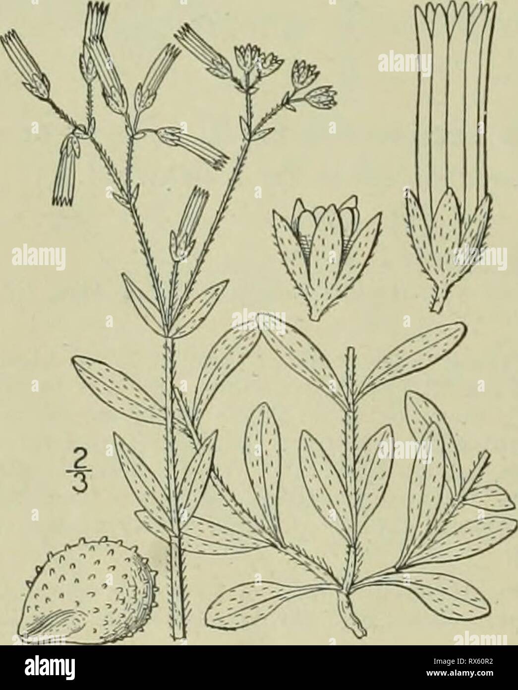 An illustrated flora of the An illustrated flora of the northern United States, Canada and the British possessions : from Newfoundland to the parallel of the southern boundary of Virginia and from the Atlantic Ocean westward to the 102nd meridian ed2illustratedflo02brit Year: 1913  ?^   5. Cerastium brachypodum (Engelm.l Robinson. Short-stalked Chickweed. Fig. 1767. Cerastium nutans var. brachypodum Engelm. ; A. Gray. Man. Ed. 5, 94. 1867. Cerastium brachypodium Robinson ; Britton, Mem. Torr. Club 5: 150. 1894. Cerastium 'brachypodium compactum Robinson, Proc. Am. Acad. 29: 278. 1894. Annual,  Stock Photo