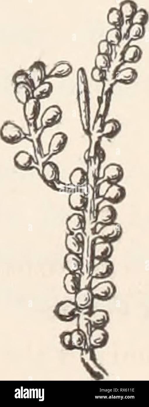 Ecological and systematic studies of Ecological and systematic studies of the Ceylon species of Caulerpa ecologicalsystem00unse Year: 1906  Fig. 48.—O. sedoi'Jes (r. bk.) c. AG. /. crassicaulis 3. G. AG. (2 X 1). Fig. 49.—C. sedoides (r. bb.) c. AG. /. mixta n. /. (1 X 1).   Fig. 50.—C. sedoides (r. br.) c. AG. /. mixta n. f. (2 X 1). pedunculate, reminding one almost of C, racemosa v. clavifera, from which it is however distinct by its constriction. Both in Matara and Weligama the /. crassicaulis showed itself very uniform and scarcely variable and gave the impression of being a distinct race Stock Photo