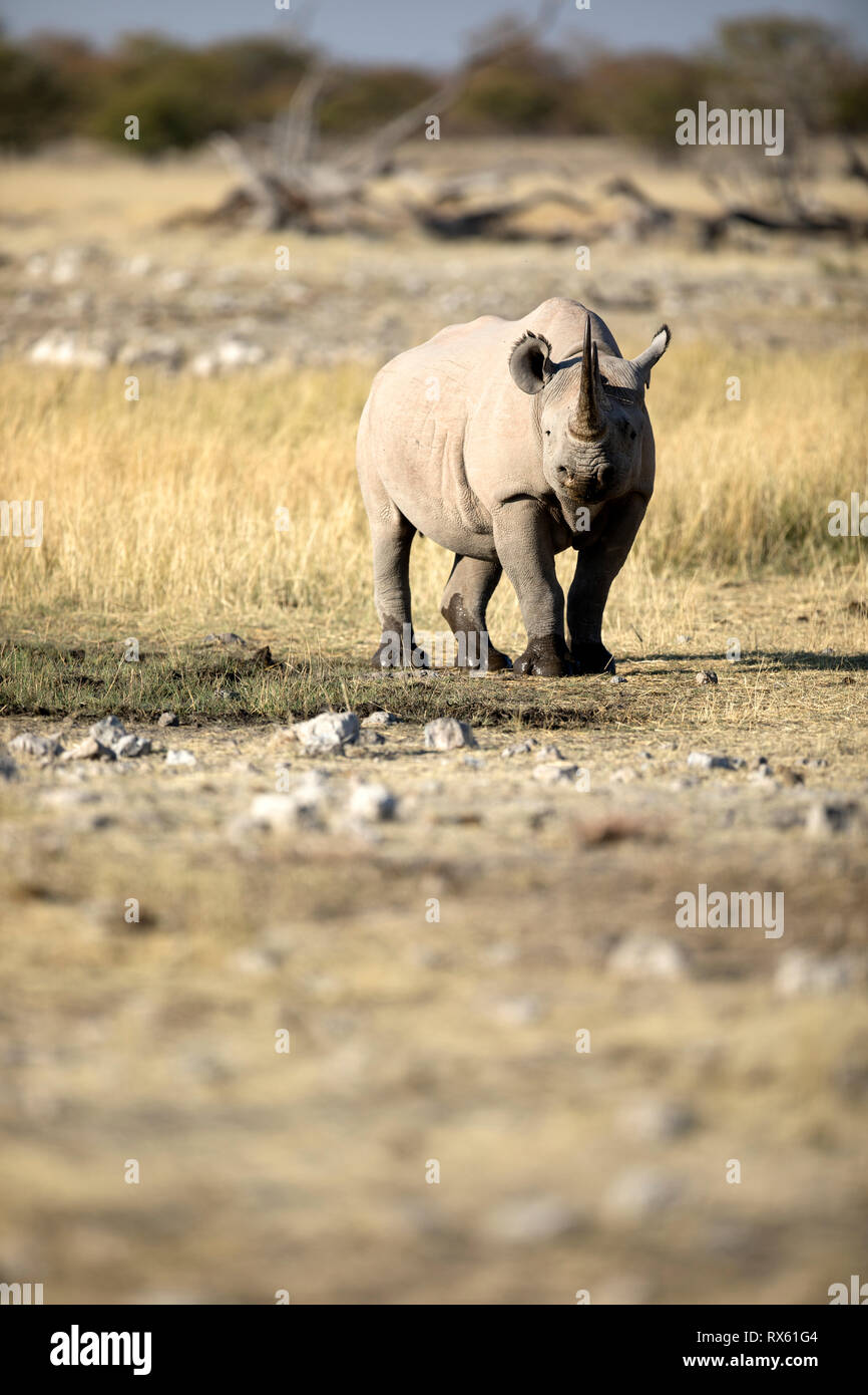 A Rhino at Rietfontein at Etosha national Park, Namibia. Stock Photo