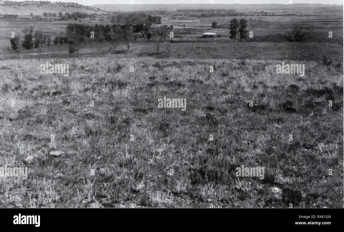 Eighty years of vegetation and Eighty years of vegetation and landscape changes in the Northern Great Plains : a photographic record eightyyearsofveg45klem Year: 2001  Original Photograph August 10, 1914. Shantz R-8-1914. Facing northwest. First Retake and Description June 20, 1959. W.S.P., C-3-1959. This is a series of three panoramic pictures taken at this point. The original description shows the following species present: Stipa comata, Artemisia Jrigida, Gutierrezia sarothrae, Paronychia jamesiU Carexfilifolia. Artemisia canadensis, Chrysopsis villosa. and Artemisia gnaphalodes (from Phill Stock Photo