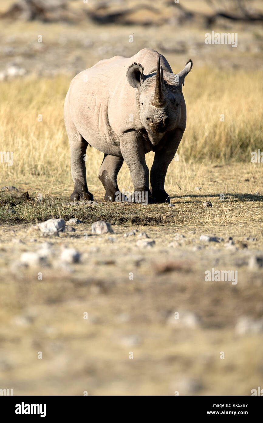 A Rhino at Rietfontein at Etosha national Park, Namibia. Stock Photo