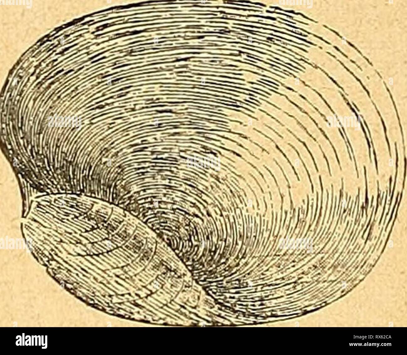 Einführung in die europäische Meeresmolluskenfauna Einführung in die europäische Meeresmolluskenfauna an der Hand ihrer Hauptrepräsentanten einfhrungindieeu00bchn Year: 1913  12 Philine aperta Linne. Offene Seemandel. Text-Fig. 75. Gehäuse breit, eiförmig, weiß, dünn, glänzend und durchscheinend, gestreift, Länge 9, Breite 7 Millimeter, Gewinde sehr klein, nur ein einziger rasch zunehmender Umgang. Mündung hinten eingebuchtet. Aufenthalt: In der Nord- und Ostsee, an den altantischen Küsten von Europa bis in das Mittelmeer eindringend.   Text-Fig. 75. Offene Seemandel (Philine aperta). Schale v Stock Photo