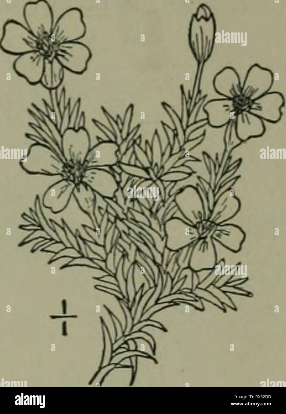 An illustrated flora of the An illustrated flora of the northern United States, Canada and the British possessions : from Newfoundland to the parallel of the southern boundary of Virginia and from the Atlantic Ocean westward to the 102nd meridian ed2illustratedflo02brit Year: 1913  PIXK I-AMILY. I. Silene acaulis L. Moss Campion. Fig. 1801. Silene acaulis L. Sp. PI. Ed. 2, 603. 1762. Perennial, puberulent or glabrous, branched, densely tufted, 1-3' high. Leaves sessile, crowded, linear, 4'-6' long, about i' wide, obtuse or acutish at the ape.x, the margins ciliate- serrulate; flowers solitary  Stock Photo