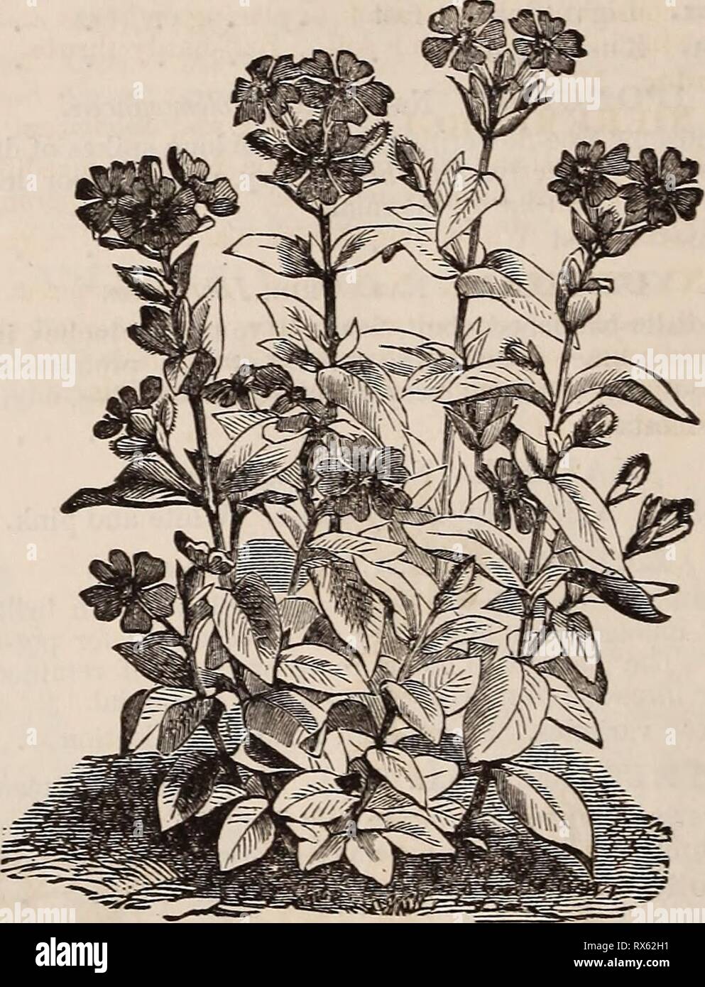 E Fred Washburn's amateur cultivator's E. Fred Washburn's amateur cultivator's guide to the flower &; kitchen garden for 1880 efredwashburnsam1880wash Year: 1880  PRICE. LIXU3I. Nat. Ord., Linaceas. A genus of the most beautiful, free-flowering plants. 535 Linum Perenne. Blue; handsome. Hardy perennial. 1^ feet . , . .05 536 Album. White-flowered. 1^ feet 05 537 Candidissimum. White. Hardy perennial 10 LOBELIA. Nat. Ord., Lobeliacece. A most elegant and useful genus of dwarf-plant?, of easy culture; -well adapted for bedding, edging, pots, or rockeries. Hardy perennials.' 538 Lobelia Cardinali Stock Photo