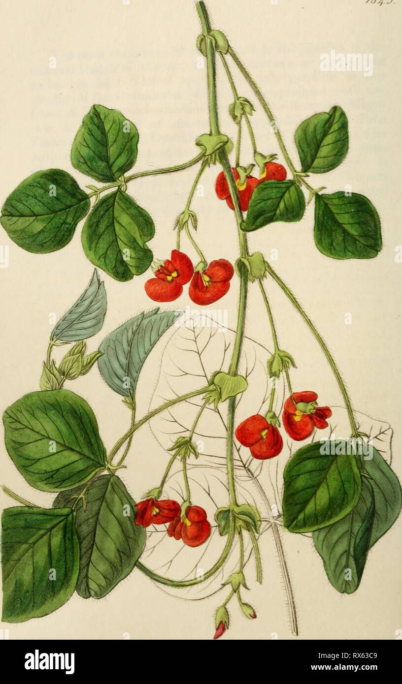 Edwards' botanical register, or, Ornamental Edwards' botanical register, or, Ornamental flower-garden and shrubbery .. edwardsbotanical22edwa Year: 1829-1847  /&lt;f4^.   -J^Ujt^ ^^&lt;z4^. rf^. .^,J- 6y J. ^^JfM^/^&lt;^ :^oa^/y ^4f,././&lt;fJ&;. y.-?f'ii^.je. Stock Photo