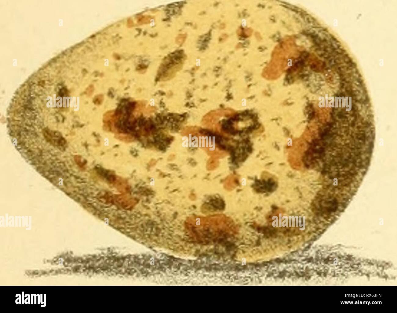 Eggs of North American birds Stock Photo - Alamy