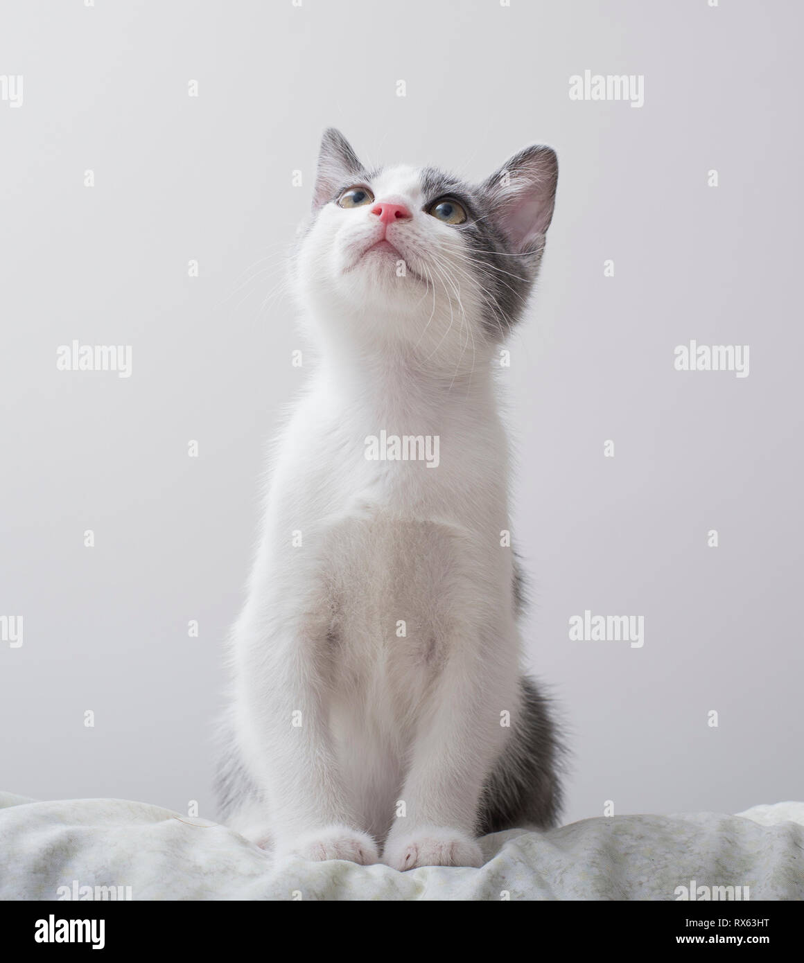 Low angle view of cat looking away while sitting on bed against white wall Stock Photo