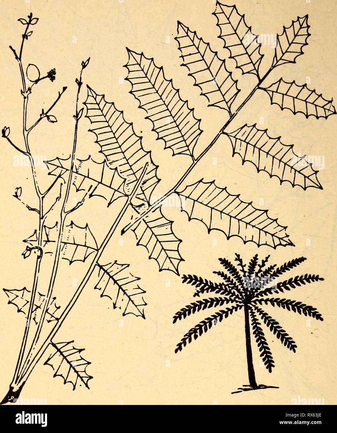 Edible and poisonous plants of Edible and poisonous plants of the Caribbean region ediblepoisonousp00dahl Year: 1944  80   62. Guao Comocladia POISON The sap of some species of this plant causes blistering and prolonged inflammation of the skin similar to that caused by poison ivy. Numerous varieties grow in Mexico, Guatemala and the West Indies. On the mainland, they are not found below Guatemala. These bushy or small trees have long leaf stems but only a few or no branches. The leaves (which are often very spiny), are clustered at the ends of the branches, and the flowers are small and green Stock Photo