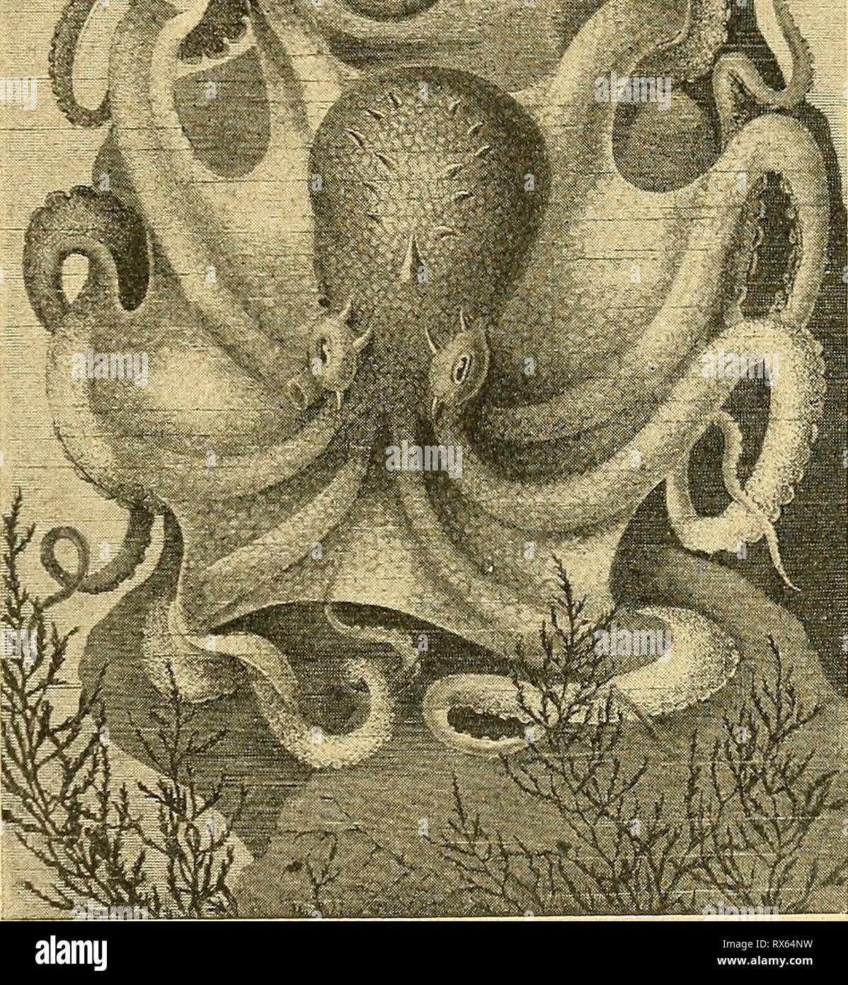 Einführung in die europäische Meeresmolluskenfauna Einführung in die europäische Meeresmolluskenfauna an der Hand ihrer Hauptrepräsentanten einfhrungindieeu00bchn Year: 1913  91 Körpers mit warzigen Hervorragungen. Das wichtigste Merkmal sämt- licher Arten dieser über alle wärmeren Meere verbreiteten Gattung ist eine Doppelreihe von Saugnäpfen an den Fangarmen. Der gemeine Seepolyp oder Krake ist ein recht stattliches Tier, dessen sackförmiger Körper bis 30 und dessen Arme bis 50 Zentimeter lang werden können. Er ist sehr gefräßig und räuberisch, lauert zwischen Fels-   Text-Fig. 94. Höckerige Stock Photo