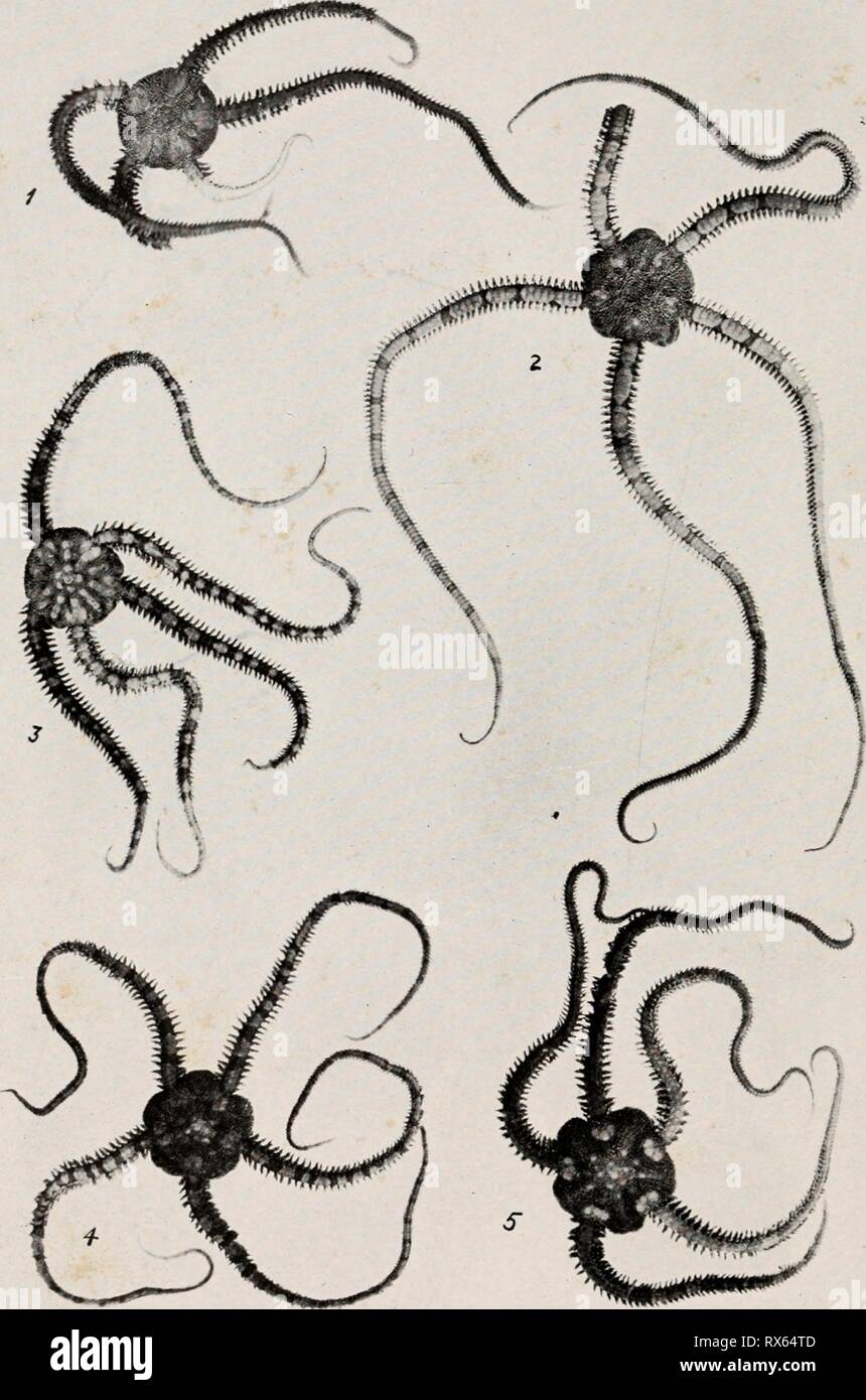 Echinoderms of Connecticut (1912) Echinoderms of Connecticut echinodermsofcon00coew Year: 1912  PLATE XII. Variation in form and color patterns. Daisy Brittle-star, Ophiopholis aculeata. (Three-fourths natural size.) Stock Photo