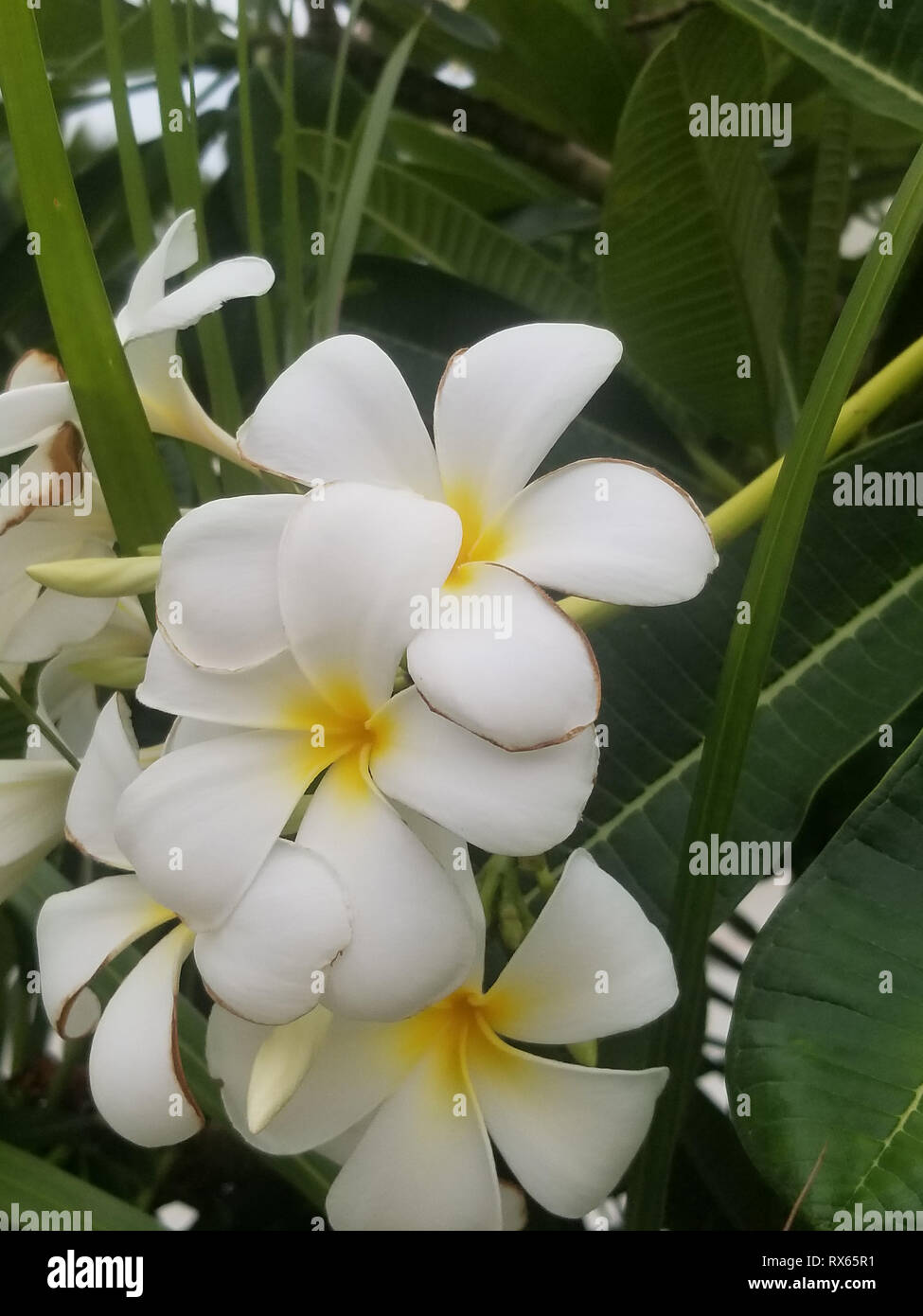 Sphinx moth hawaii hires stock photography and images Alamy