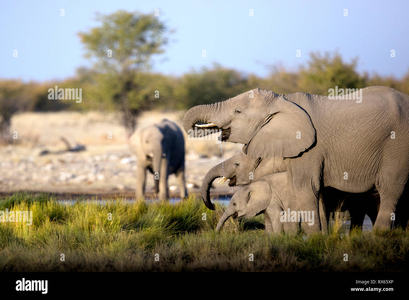 Elephant in Chobe River, Kasane, Okavango Delta, Botswana. Stock Photo
