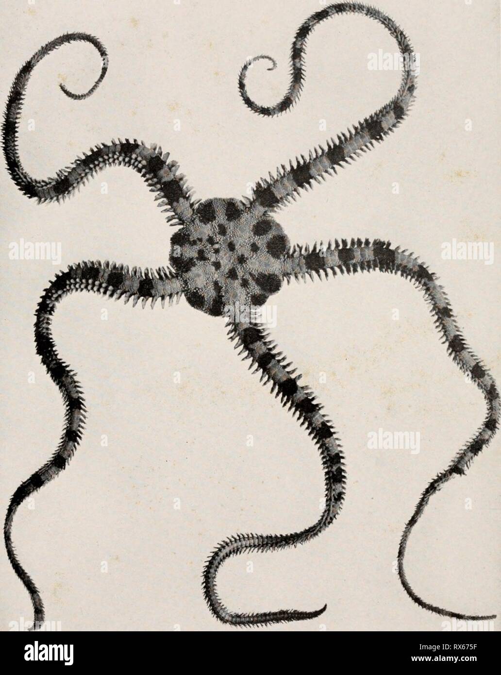 Echinoderms of Connecticut (1912) Echinoderms of Connecticut echinodermsofcon00coew Year: 1912  PLATE XVI. Daisy Brittle-star, Ophiopholis aculeata. (One and one-half times natural size.) Stock Photo
