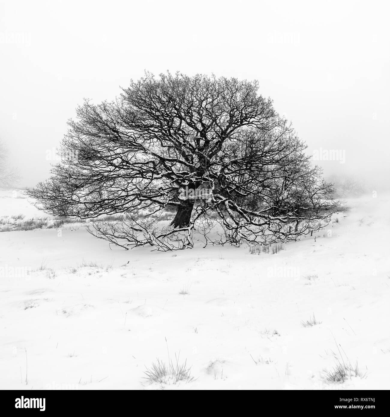 Snow covered lone tree on dovers hill cotswolds Stock Photo