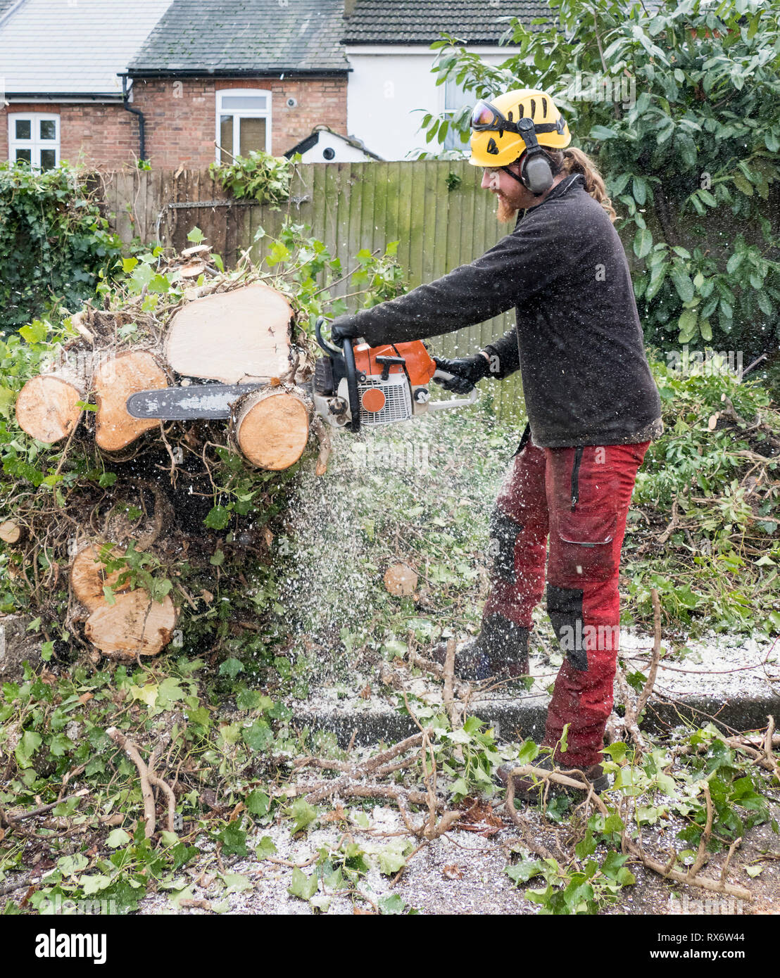 Arborist or Tree Surgeon at work using a chainsaw to cut up a fallen ...