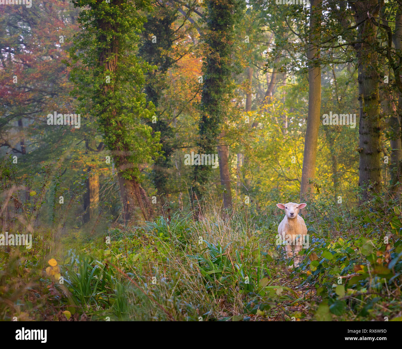 Sheep Lost In The Woods In Cotswolds Forest Path Leading Through Autumn Trees Stock Photo Alamy